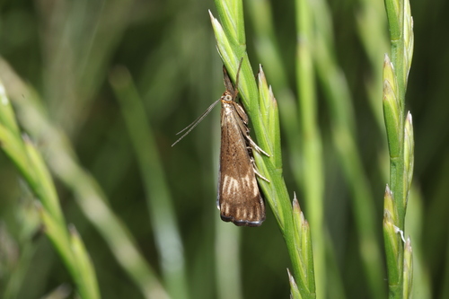 Orange-bar Grass-veneer