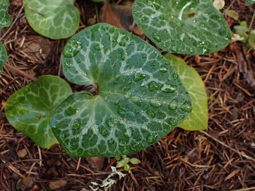 Asarum hartwegii, photograph 5