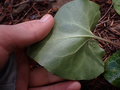 Asarum hartwegii, photograph author not stated, no rights reserved