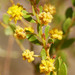 Acacia monticola