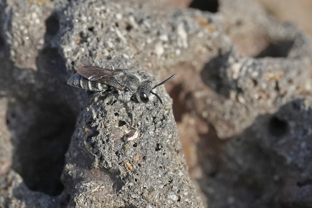 Dioxys atlanticus
