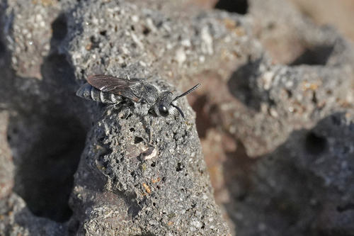 Dioxys atlanticus