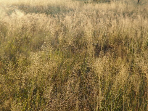Drooping Lovegrass