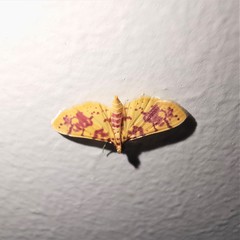 Conogethes haemactalis