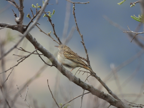 iNaturalist image