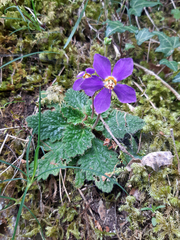 Ramonda myconi, photograph (c) lalaia, some rights reserved (CC BY)