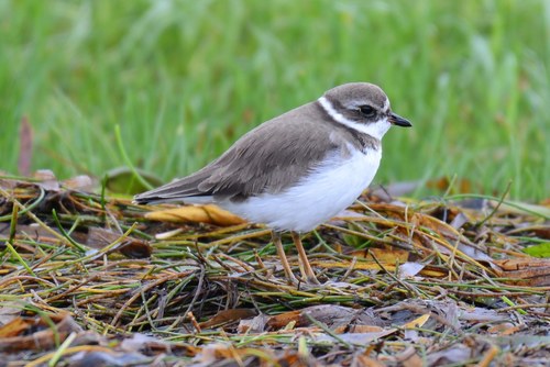 Charadriidae image