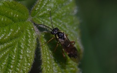 Aglaostigma fulvipes