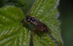 Aglaostigma fulvipes