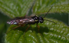 Aglaostigma fulvipes