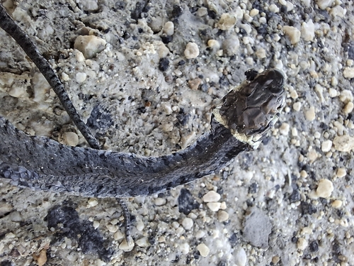 Barred Grass Snake