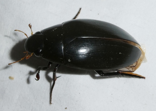 Giant Water Scavenger Beetle