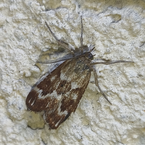 Synaphe moldavica