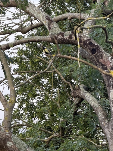 Great Tit
