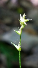 Carex texensis