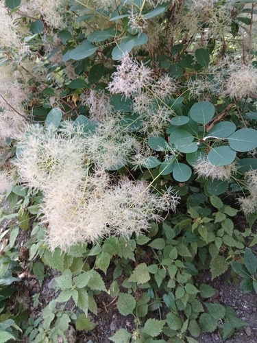 Smokebush
