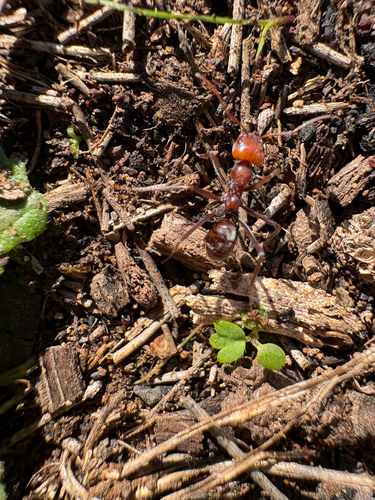 Southern Meat Ant