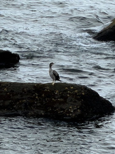 European Shag