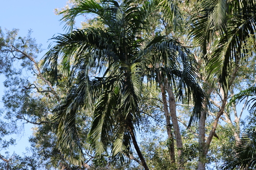 Carpentaria acuminata