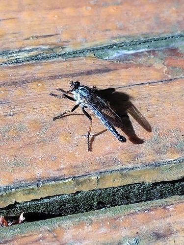 Common Awl Robber Fly, Zeegse, photo 8 of 10