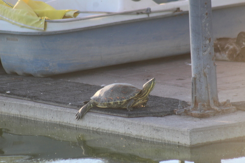 Trachemys gaigeae