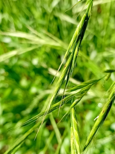Slender False Brome