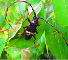 Trachyderes succinctus