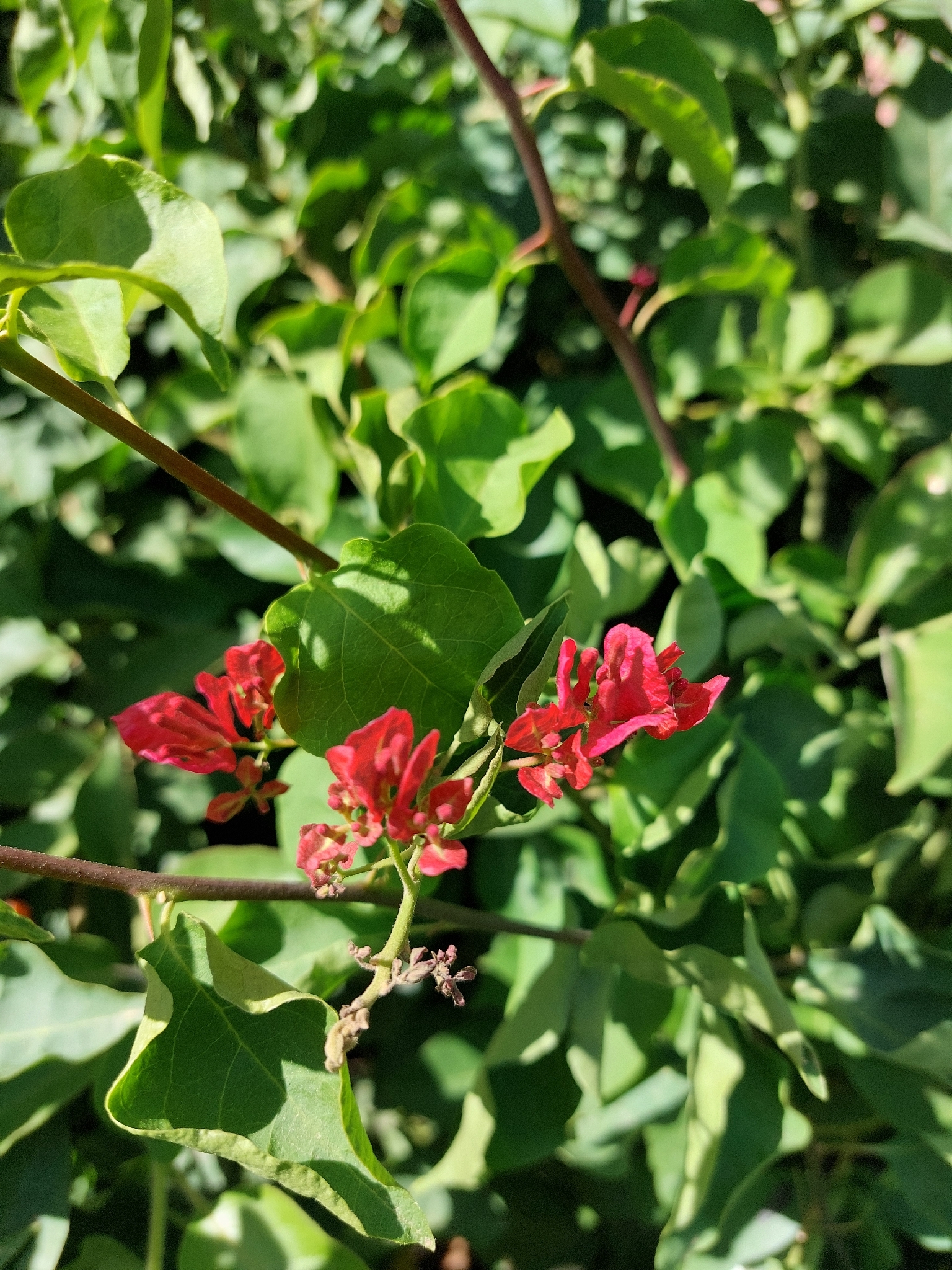 Bougainvillea