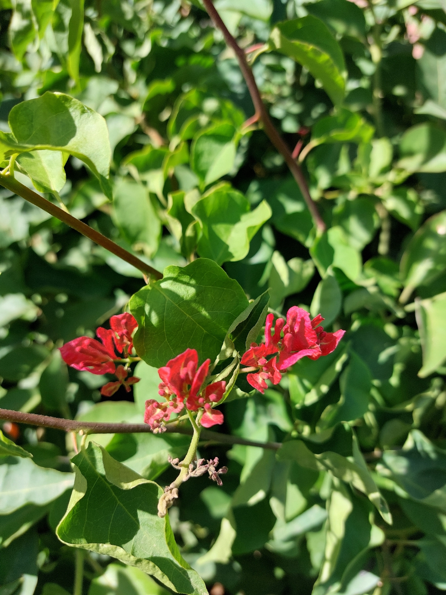 Bougainvillea ×buttiana Holttum & Standl. 2