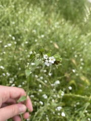 Plagiobothrys canescens canescens