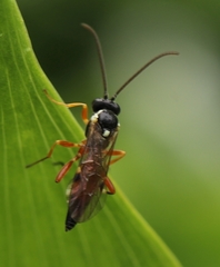 Diplazon laetatorius