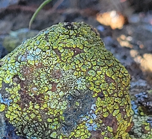 Soil Paint Lichen