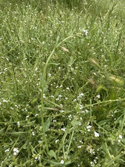 Plagiobothrys canescens canescens