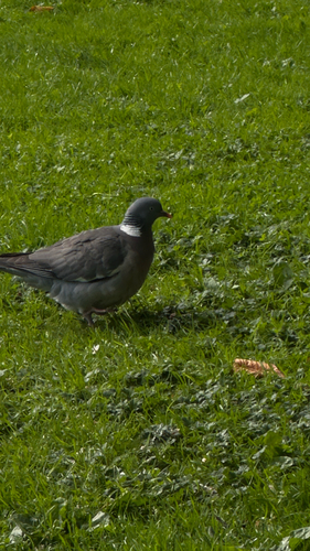 Common Wood-Pigeon