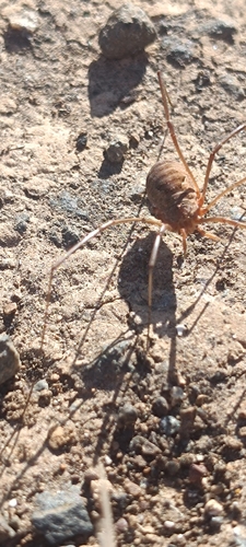 European Harvestman
