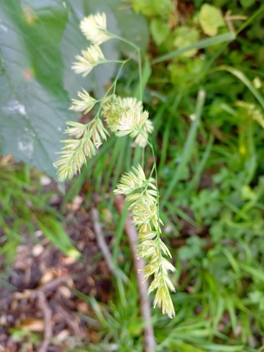 orchard grass