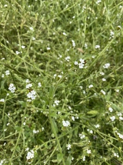 Plagiobothrys canescens canescens