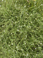 Plagiobothrys canescens canescens