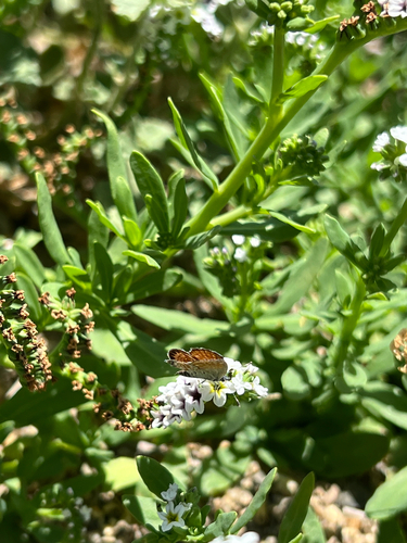 iNaturalist observation photo of Western Pygmy-Blue