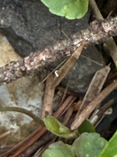 Neoneides muticus