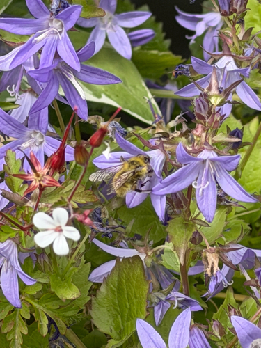 Bombus vandykei