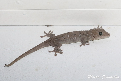 Large Forest Gecko