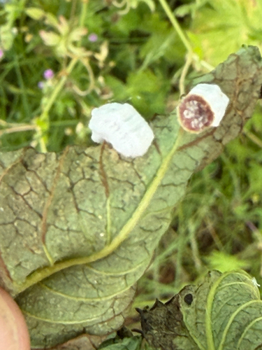 Pulvinaria