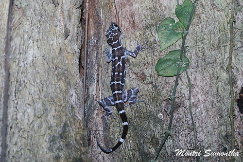 Cyrtodactylus peninsularis