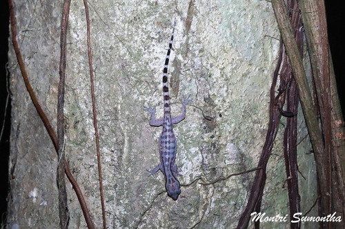 Four-striped Bent-toed Gecko