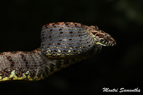 Jasper Cat Snake