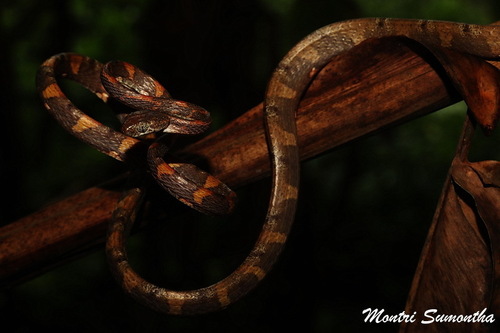 White-spotted Cat Snake