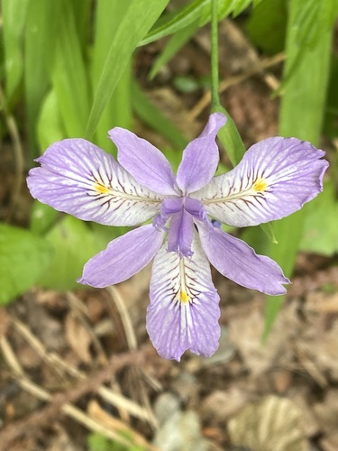 Iris gracilipes