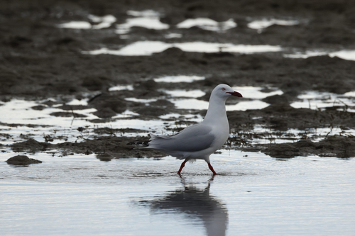 Silver Gull