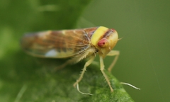 Colladonus montanus reductus